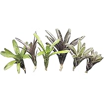 Bromelien 6er Mix, ungetopft, Bromeliengewchs : Amazon.de: Garten