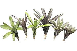 ALLTERRA Bromelien 6er Mix, ungetopft, Bromeliengewächs