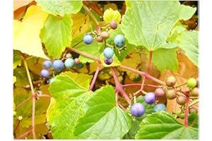 TREE ONLINE NURSERY Climber Shrub Ampelopsis brevipedunculata Porcelain Vine Metallic Blue Fruits, 5-10cm Tall Plant