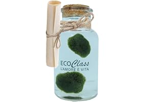 Paire de Marimo sélectionnés et propres dans une bouteille en verre de 500 ml avec instructions d'entretien et signe historique