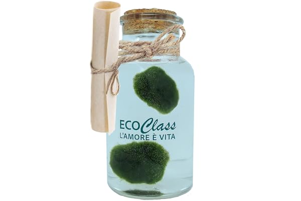 Paire de Marimo, Plante Aquatique sélectionnés et propres dans une bouteille en verre de 500 ml avec instructions d'entretien et signe historique