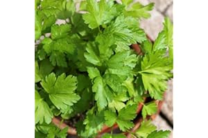 GROSEEDS - Herb Seeds, Coriander - Green Aroma, H-COR-01, 260 Seeds Minimum Per Packet.