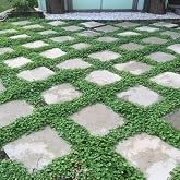 Miracle Tohum Dona Dayanıklı Dichondra Repens Fare Kulağı Tohumu(1000 gram)