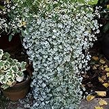 BALDURGarten Dichondra"Silver Falls", 3 Pflanzen Hängepflanze für