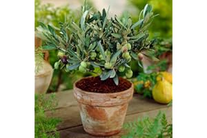 GARDENERSDREAM Olea Europaea Olive Tree - Hardy Evergreen Mature Indoor Fruit Plant in 14cm Pot