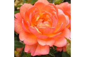 GORGEOUS GARDEN ROSES Fond Memories - 5.5lt Potted Patio Garden Rose Bush - Stunning Displays of Ginger Orange Blooms with Apricot/Yellow Centres - Retirement Gift or Tribute Rose