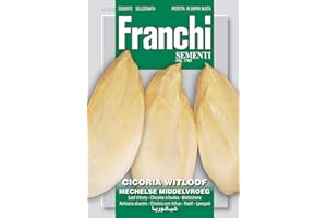 FRANCHI SEMENTI SEMENTI DI ORTAGGI DI QUALITA' PER USO HOBBYSTICO PROTETTE IN DOPPIA BUSTA (CICORIA WITLOOF (cicoria belga))