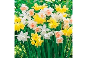 SCHONE Daffodil Mixed - Spring Flowering Bulbs - Perennial - Popular Narcissus Variety - Fragrant & Attractive - Ready to Plant - for Your Beautiful Garden (8 x Dwarf Daffodil Botanical Mixed)