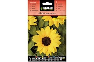 SEMILLAS BATLLE Battle- Semi di Fiori, Girasole Nano Giallo