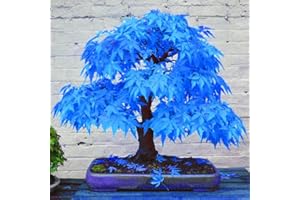 FOGCROLL 20 Pièces Graines D'érable Bleu, Rares Graines de Fleurs D'érable Bleu, Semences de Fleurs à Semer, Facile à Planter, Rapide à Germer, Érable de Bonsai pour Jardin et Balcon