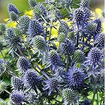 71NBqApv9wL._AC_UL210_SR210,