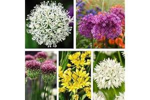 THOMPSON & MORGAN 101 Allium Collection Cottage Garden Flowering Mix Plant Easy to Grow Bulb Ideal for Borders or Containers 101x Hardy Bulbs by Thompson and Morgan