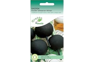 KRAIDO SEEDS Black Winter Radish Seeds Runder Schwarzer Heirloom Raphanus Sativus 500 Seeds Grow Your Own Vegetable Perfect for Outdoor Growing or in Large Pots and Containers