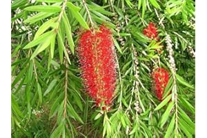Callistemon Riginus Bottle Brush Shrub (3-4ft Large) Supplied in a 5 Litre Pot by DirectPlants™