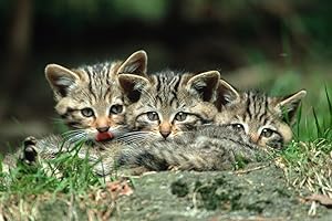 EDITION COLIBRI 10068 Carte postale en 3D Motif chats et chats sauvages