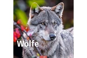 Wölfe Kalender 2026: Tierkalender mit Wolf-Fotos vom bekannten Fotografenpaar Jean-Louis Klein und Marie-Luce Hubert. Foto-Wandkalender mit ... 48x46 cm (Tierkalender Weingarten)
