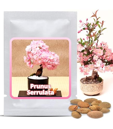 Seedeo Afrikanischer Blauregen (Bolusanthus speciosus) Zimmer-Bonsai 20  Samen : Amazon.de: Garten