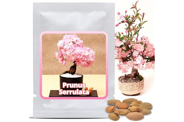 Graines de Cerisier du Japon (Prunus serrulata) 10 Pcs - Sakura Rose Arbre d'ornement rustique – Rêve floral pour jardin et Bonsaï d'intérieur