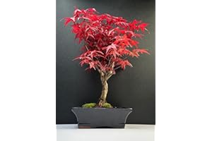 BONSAI LT Bonsai with Ceramic Flower Pot - 20 cm Bowl Approx. 6 Years, Acer Deshojo / Japanese Maple - Acer Maple Bonsai/Ligustrum, Ficus, Carmona, Podocarpus, Chinese Elm - Approx. 9-11 Years