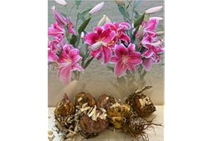 6 Stargazer Oriental Lily Bulbs Red/White Highly Fragrant Garden Perennial : - GARTHWAITE NURSERIES® : - UK Stockist