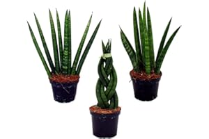 Exotenherz - Sansevieria cylindrica - Pfiffiges 3er Set im 6,5cm Topf - Bogenhanf, Schwiegermutterzunge