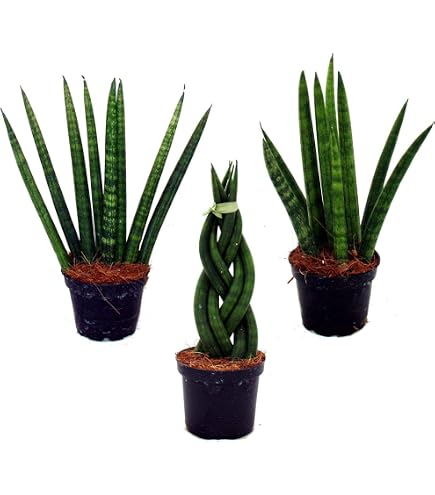 Bloomique - Sansevieria Fernwood Mikado - Schwiegermutterzunge - Bogenhanf  - Zimmerpflanzen - Luftreinigend - Sehr pflegeleicht - Hhe 20-30 cm - Topf  12 cm : Amazon.de: Garten