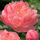 Peonia Coral Passion (1 pianta), grande ibrido di peonia, perenne resistente all'inverno, piante dall'Olanda per giardino e v