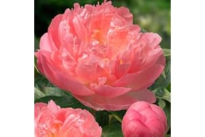 DUTCH BULBS EXCLUSIVE PLANTS FROM HOLLAND Piante Vere da Esterno - 1 Peonia Pianta Vera Coral Passion - Perenni - Piante e Fiori Esclusivi dall'Olanda - per giardino, vasi e balcone (non semi, non bulbi, non artificiali)
