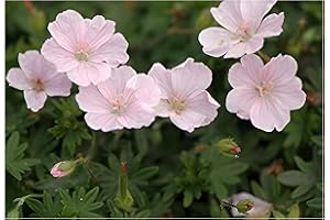 3 x Geranium sanguineum 'Apfelblüte' (Winterhart/Stauden/Staude/Mehrjährig/Bodendecker) Blut Storchschnabel/Storchenschnabel - Tolle leuchtende Blüten - Sehr Bienenfreundlich - von Stauden Gänge