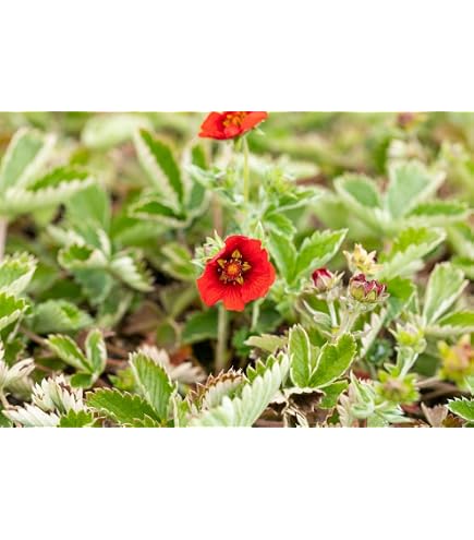 Potentilla Atrosanguinea (Blut-Fingerkraut) – Winterharte Staude, Tiefrote Blüten, Pflegeleicht, 9x9 Cm Topf