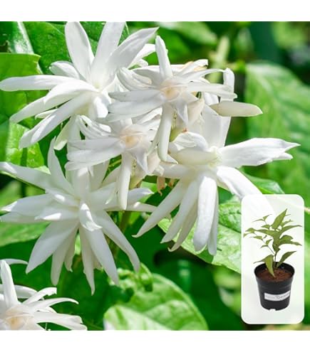 All Season Gardens Rare Hybrid Japanese Jasmine White Colour