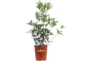 Pianta di Osmanthus Fragranso o Olea Fragrans o Osmanto Odoroso pianta ornametale da esterno fiore bianco pianta profumata vera venduta da eGarden.store