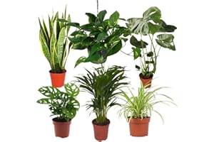 BLUME IDEAL Pflanze Plus EasyCare Lot de 6 plantes d'intérieur faciles d'entretien pour appartement et bureau Ø 30 à 60 cm Monstera, chanvre arqué, lierre, araignée, feuille de singe, palmier à fruits dorés