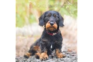 Alpha Edition Calendario 2024 da muro BASSOTTI, 12 mesi, 30x30 cm