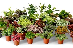 TROPICAL GLASS Terrarium Plant Mix, Plants Perfect for Terrariums, Random Selection Terrarium Plants, Indoor Plants, Baby Plants, Small Mixed Terrarium Plants (Mix of 7)
