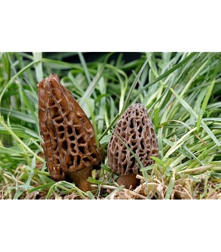 Mycélium Cèpe De Bordeaux - Cultivez Vos Propres Champignons Des Bois à La Maison