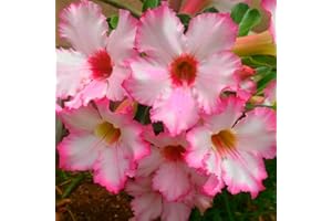 CFGRDEW Planta de rosa del desierto, adenium obesum,planta rara, crece bien en macetas, fácil de plantar.-1planta-D