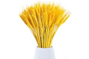 AHLMA Paquete de 100 Flores Secas Espigas de Trigo Secas Dried Flowers 45 cm Espiga de Trigo Seca Adecuado para Decoración de Chimeneas, Decoración de Mesas, Decoración de Bricolaje y Más