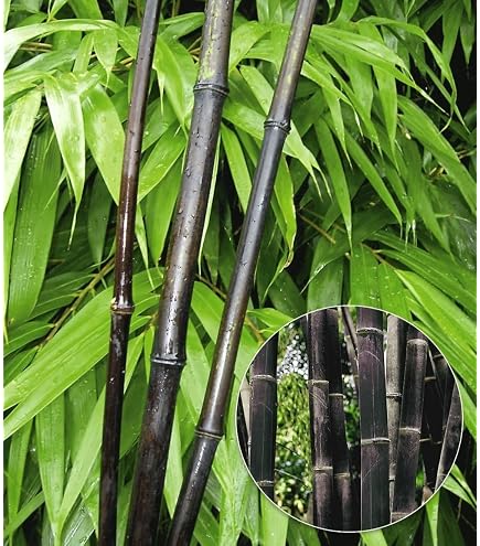 Winterharter Riesen Bambus 500 Samen (Bis zu 35 Meter Hoch) : Amazon.de:  Garten