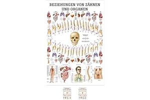 ‎SPORTTEC SPORTTEC Beziehungen von Zähnen und Organen Mini-Poster Anatomie 34x24 cm med. Lehrmittel