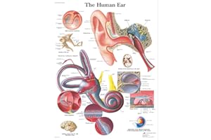 3B Scientific VR1243L Human Anatomy - Human Ear Chart, Laminated Version
