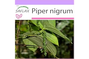 SAFLAX - Poivrier commun - 20 graines - Piper nigrum