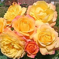 Kordes Rosen Rose der Hoffnung Beetrose, gelb mit rotem rand, 12 x 12 x 40 cm