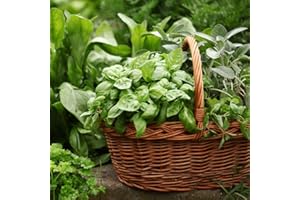 HUA XIAN ZI Semi di basilico biologico non OGM Semi di basilico - Semi di cimelio di basilico dolce italiano a foglia larga (600+ semi)