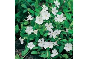 Vinca Minor 'Colada'. Plug Plant x 4. White Periwinkle Flowers. Fantastic for Shady Spots and Ground Cover.Available from Bedwen Plants.