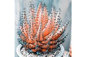 Rotyroya 100 Stück seltene Aloe-Vera-Samen, saftige Anti-Strahlungs-Hausgarten-Bonsai-Pflanze Orange