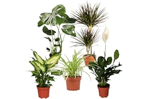 BLUME IDEAL Planta Plus Juego de 5 purificadores de aire, Monstera, Spathiphyllum, Drácena (Árbol dragón), Dieffenbachia, Cinta, Ø 40-70 cm, calidad profesional, decoración interior con plantas