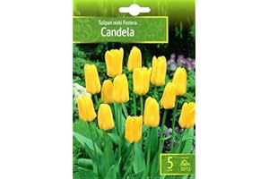 AGRONOM TESTED IN THE GARDEN AGRONOM | TULIPANES - CANDELA | Bulbos de flores perennes | Flores Amarillento | Se cultivan en jardines de flores, macetas, se plantan en céspedes en flor | Paquete de 5 bulbos de flores
