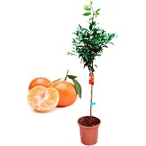 Lemon Tree Pack - Orange - Grapefruit - Mandarin Natural Plant - (Height 110 cm) Pot 22 cm (Mandarin)