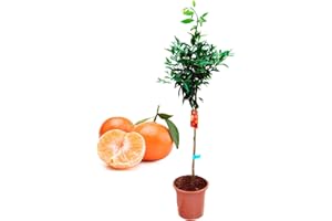 VIPARPLANT Pack Limonero - Naranjo - Pomelo - Mandarino Planta Natural - (Altura 110 Cm) Maceta 22 cm (Mandarino)